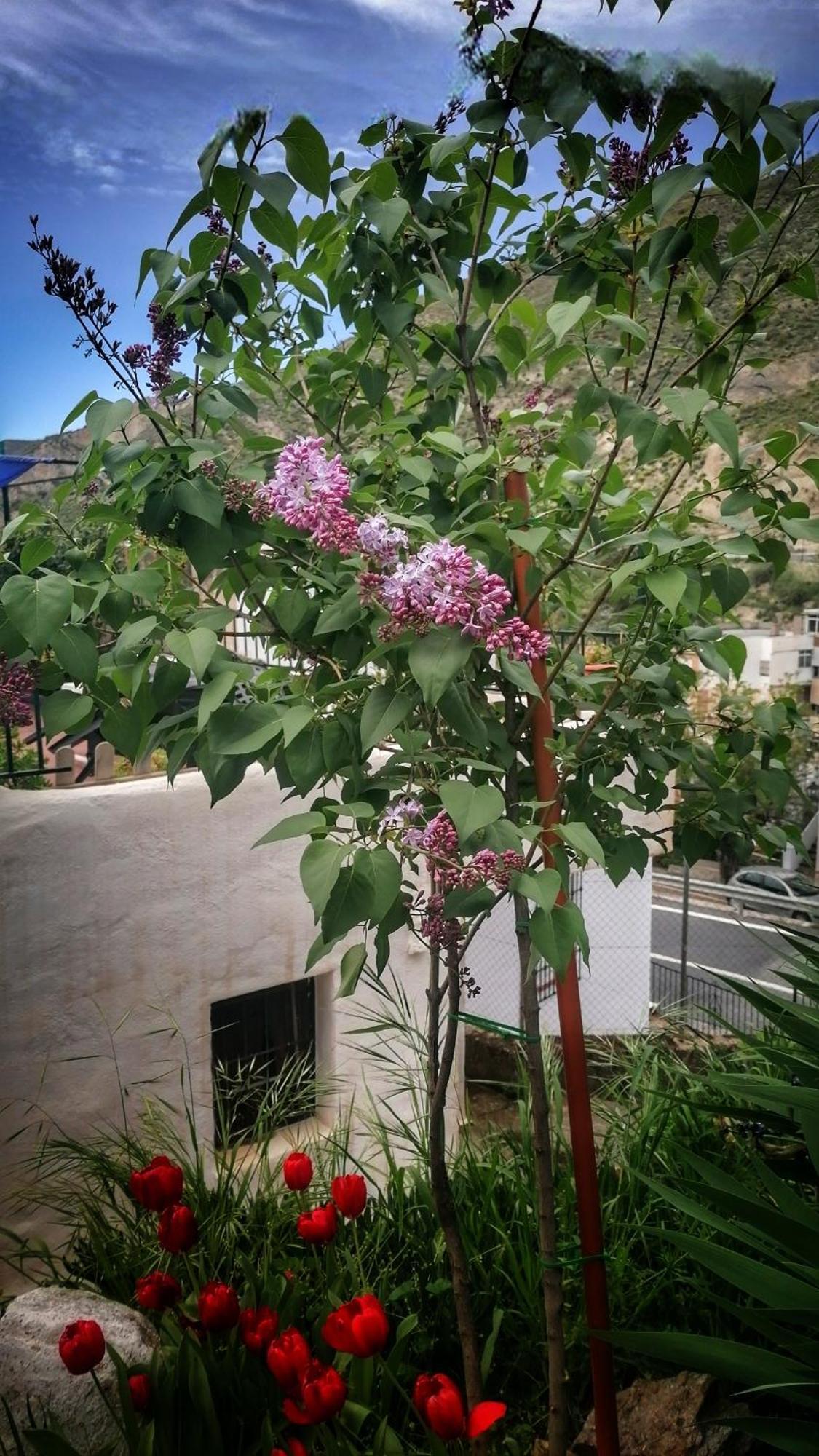 La Casa De La Abuela Διαμέρισμα Pinos Genil Εξωτερικό φωτογραφία
